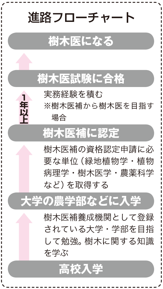 樹木医 樹医 なり方 資格 仕事内容 年収など 未来の職業研究 東進の職業情報サイト